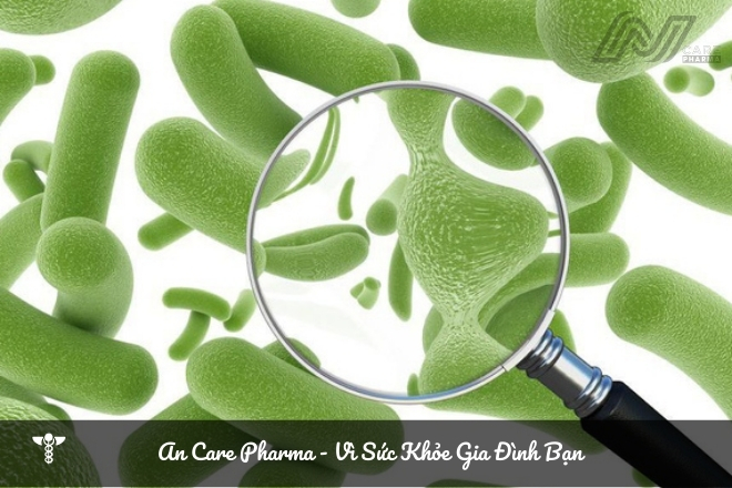 Men tiêu hóa cho người lớn