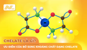 Chelate là gì? AN Care Pharma