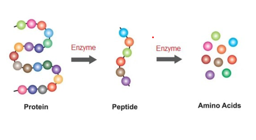 Sự phân tách của protein