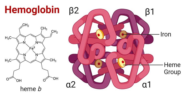 Cấu tạo của Hemoglobin