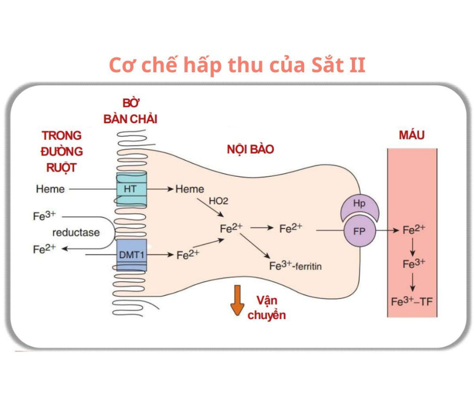 Cơ chế hấp thu sắt tại Tá tràng