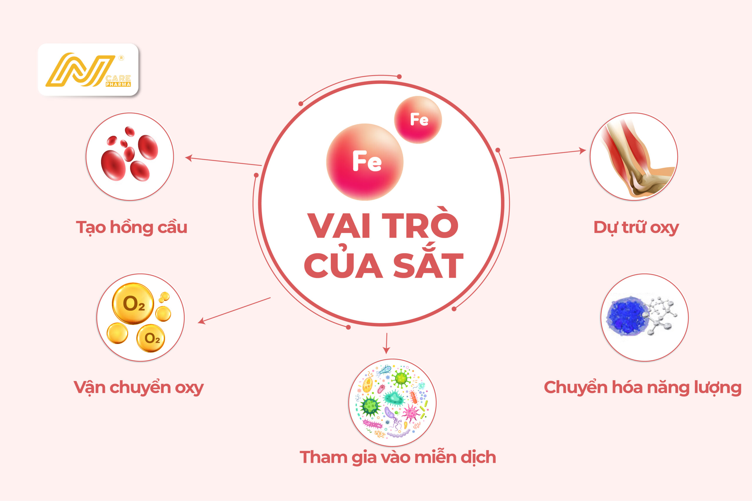 Vai trò của Sắt