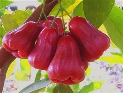 Nhóm quả chín nên ăn: roi, mận