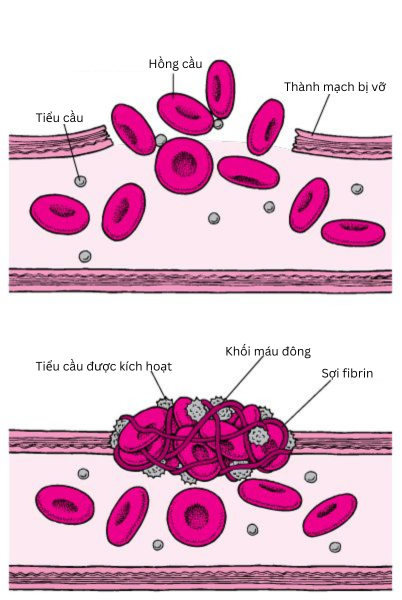 Quá trình đông máu 
